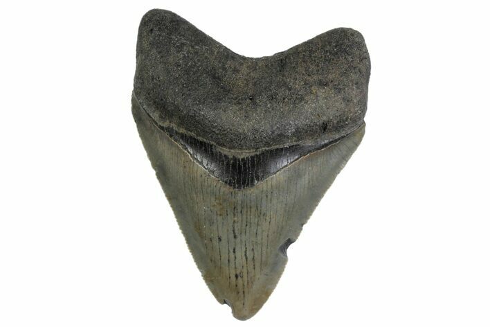 Fossil Megalodon Tooth - North Carolina #379145